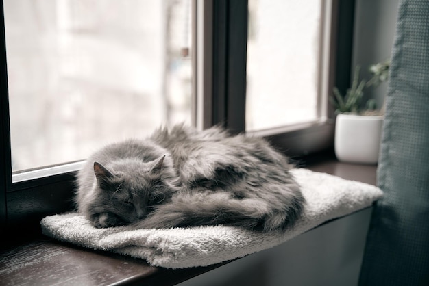 Grey cat is resting on the wooden window sill in the modern house interior Cat is sleeping Domestic cat living in good conditions concept