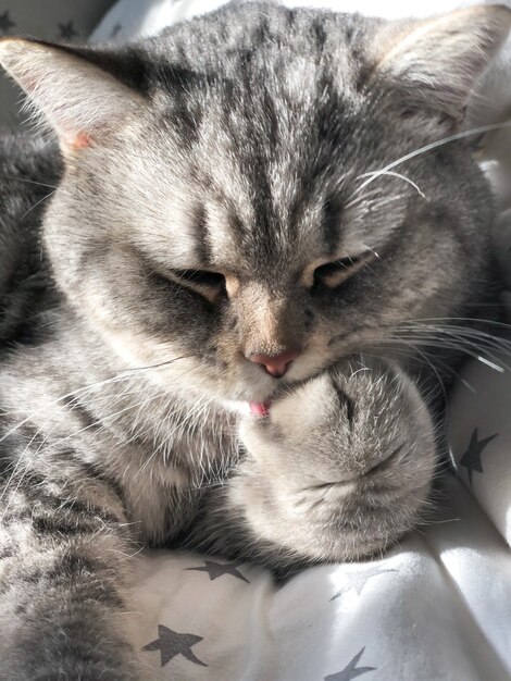 Grey cat licks his paw