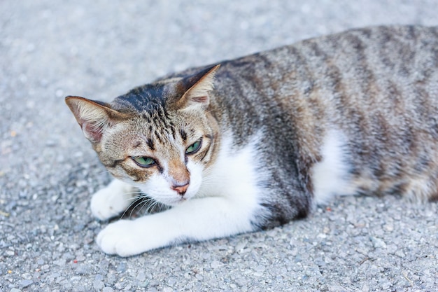 Grey cat lying on street