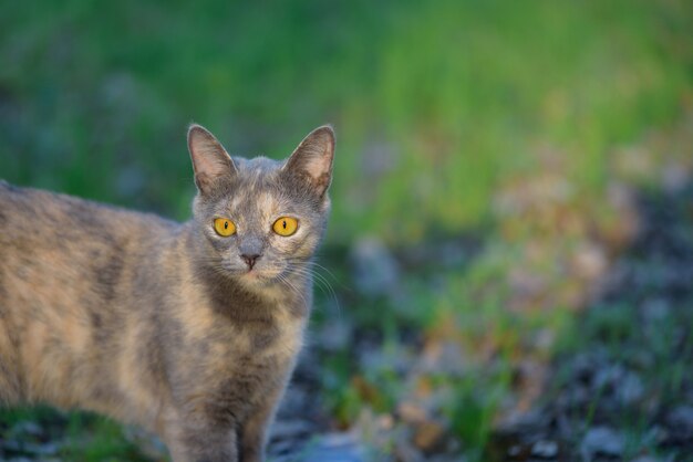 Grey cat in nature in the grass yellow eyes large portrait of a cat