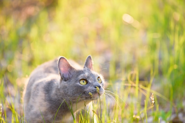 Grey cat in nature in the grass yellow eyes large portrait of a cat