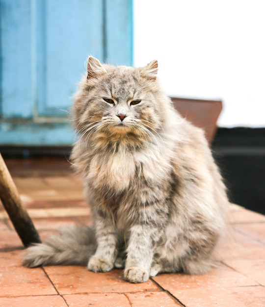 Grey cat outdoors. Happy home fluffy pet.