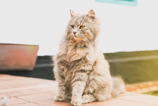 Grey cat outdoors Home fluffy pet with a collar Animal in the village