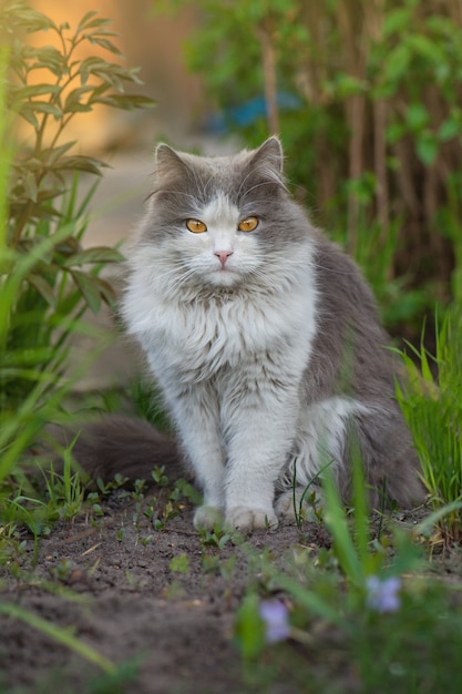 Grey cat playing in a garden with beautiful lighting at sunset. Cute cat sit in a sunny summer garden. Little funny cat sitting outdoors