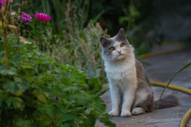 Grey cat playing in a garden with beautiful lighting at sunset Cute cat sit in a sunny summer garden Little funny cat sitting outdoors