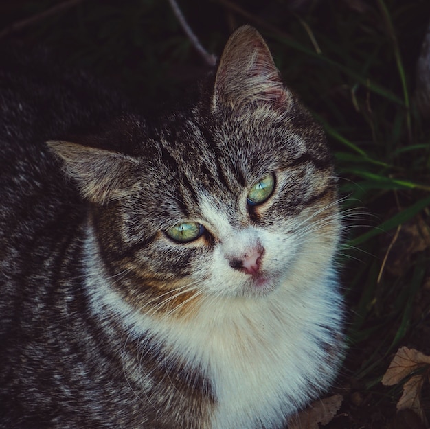 grey cat portrait in the street