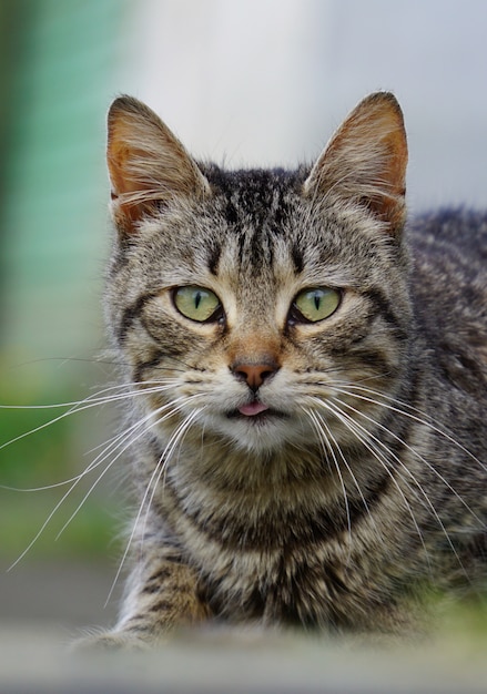                 the grey cat portrait               