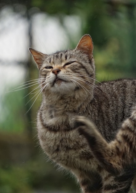                       the grey cat portrait                 