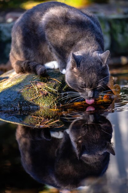 A grey cat on a rock drinks water from a puddle