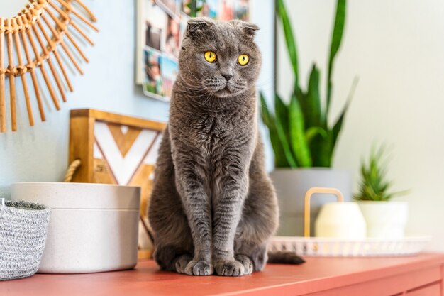 Grey cat scottish fold in a modern home interior