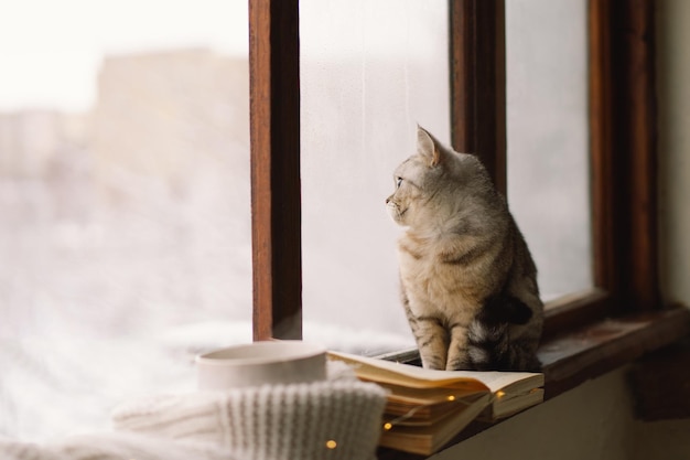 Grey cat sitting on the windowsill and cup of hot tea and an open book with a sweater on windowsill