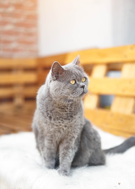 grey cat on white cushion