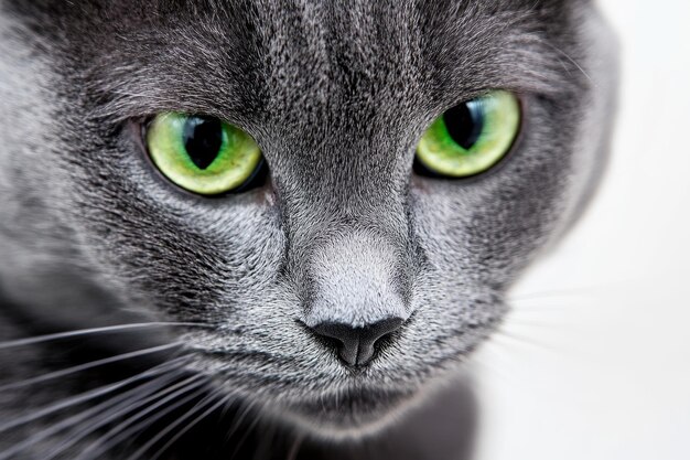 Photo a grey cat with green eyes and a green eye