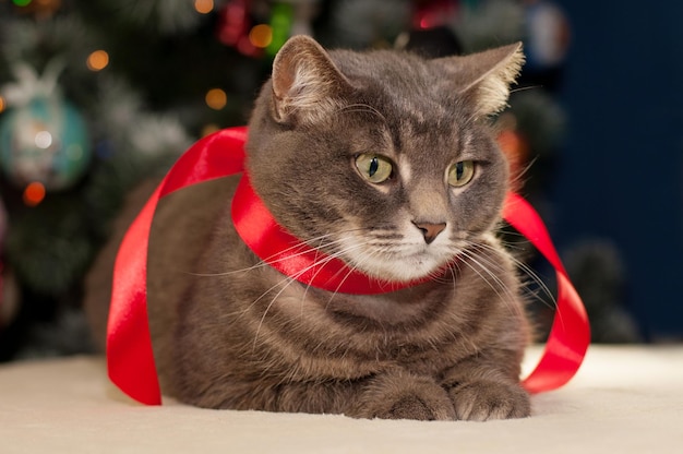 Grey cat with red ribbon on the background of Christmas decor with bokeh