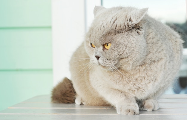 Grey cat with yellow eyes