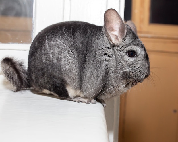 Grey chinchilla is sitting near the window Cute fluffy pet