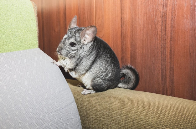 Grey chinchilla is sitting on the sofa Cute fluffy pet