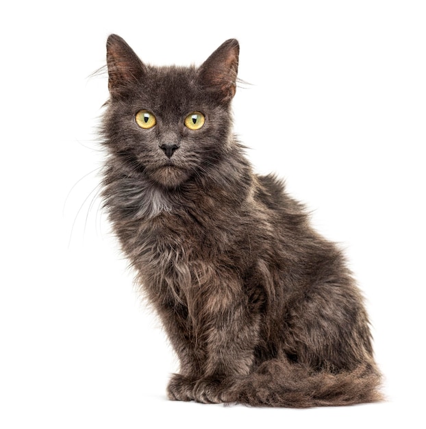 Grey Crossbreed cat isolated on white yellow eyes