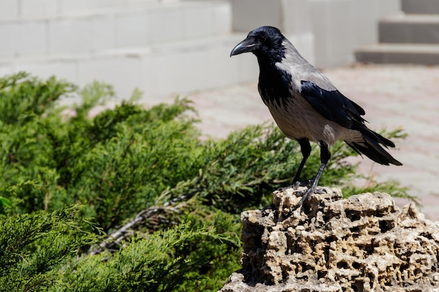 Grey crow, hooded crow (Corvus corone cornix) in park