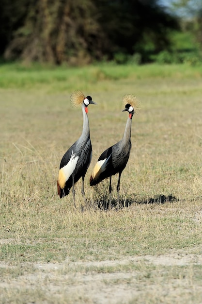 Grey Crowned Crane Balearica regulorum gibbericeps