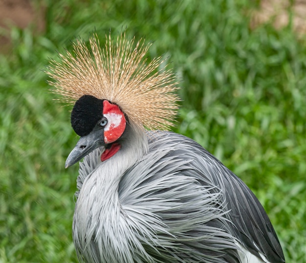 grey crowned crane bird