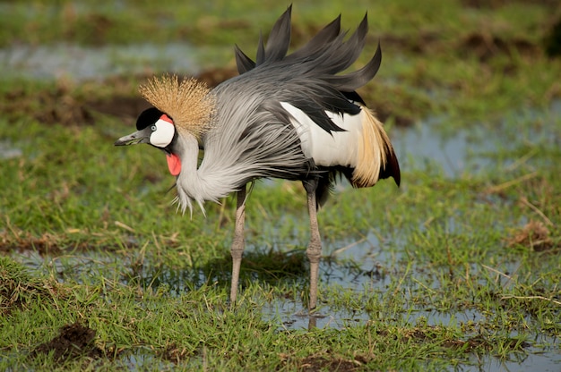 Grey Crowned Crane