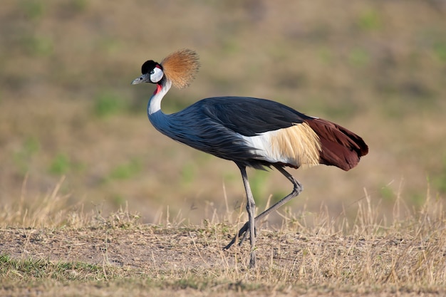 Grey Crowned Crane