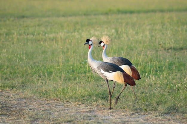 Grey crowned crane