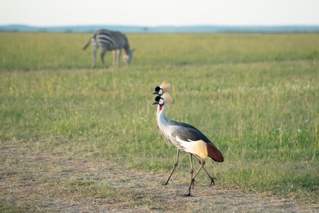 Grey crowned crane