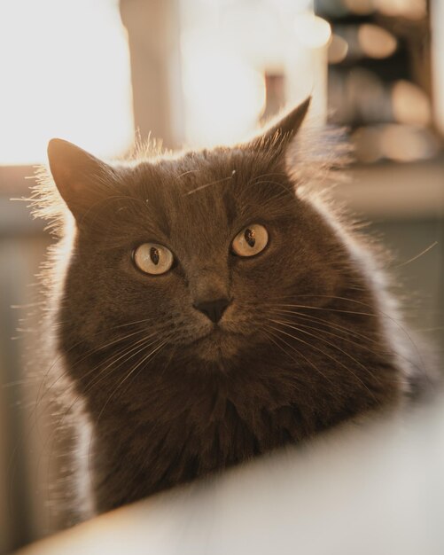 Grey domestic cat indoors in sunlight rays