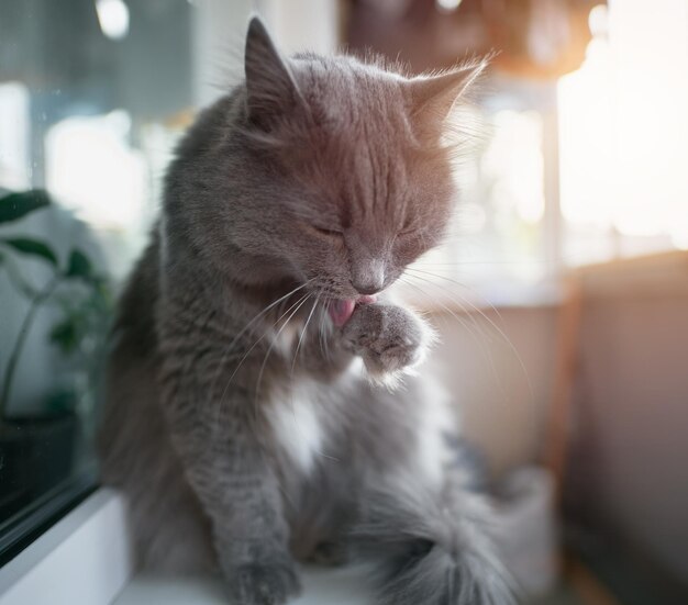 Grey domestic cat wash up at window sill