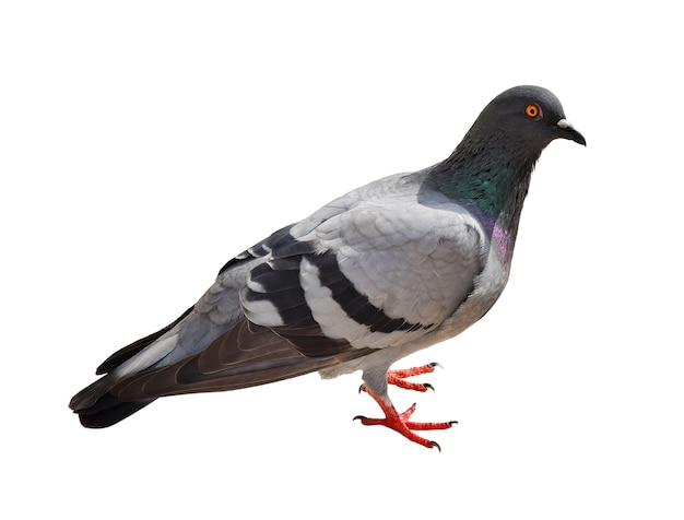 Grey dove, pigeon isolated on white.