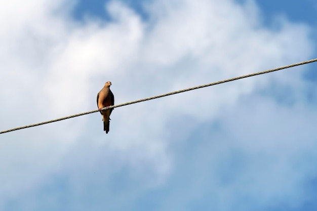 Grey dove pigeon sitting high on phone or electric cable on bright blue sky background