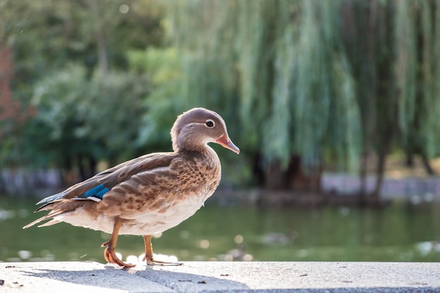 Grey duck bird standing on the bank of a lake in summer.