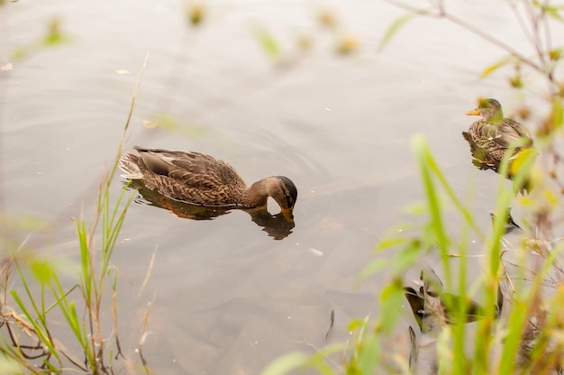 A grey duck drinks water from a pond against the background of another duck in the grass