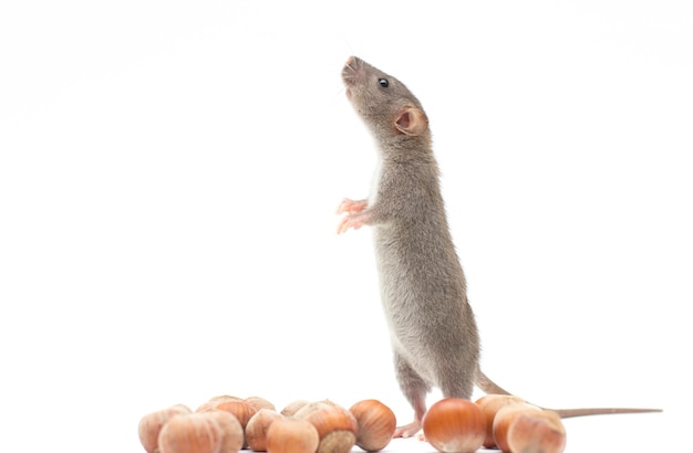 Grey dumbo rat with nuts on white