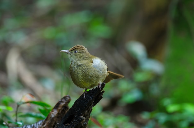 Grey-eyed Bulbul (Iole propinqua ) on tree