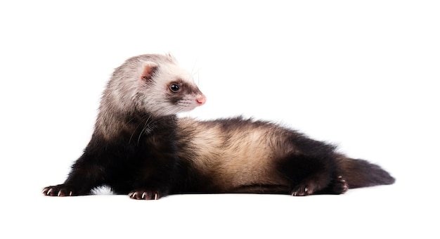 Grey ferret in full growth lies isolated on white .