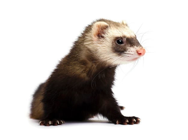 Grey ferret isolated on white .