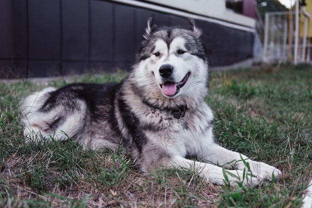 Grey fluffy Alaskan Malamute walks in the Park on the green grass.