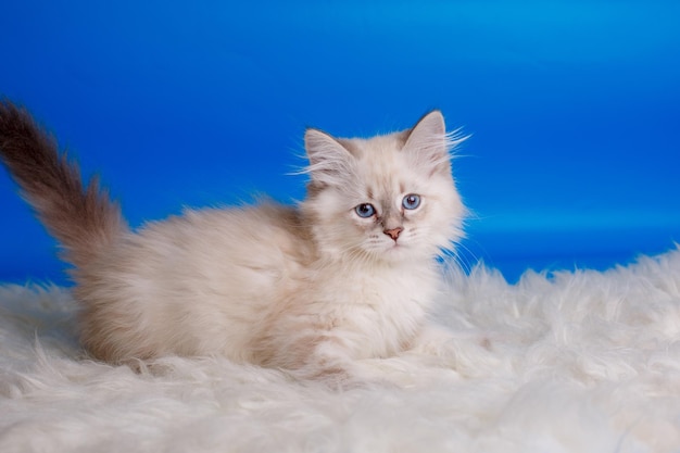 Grey fluffy kitten with blue eyes on a blue background