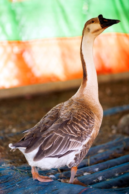 A grey goose is standing in front of a blue sheet.