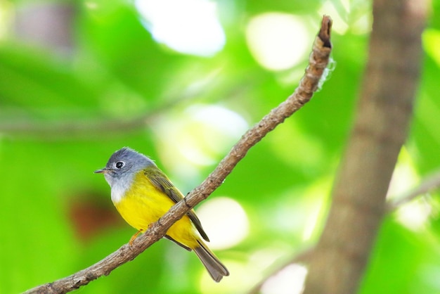 Grey-headed Canary-flycatcher perching on branch with green leaf background.