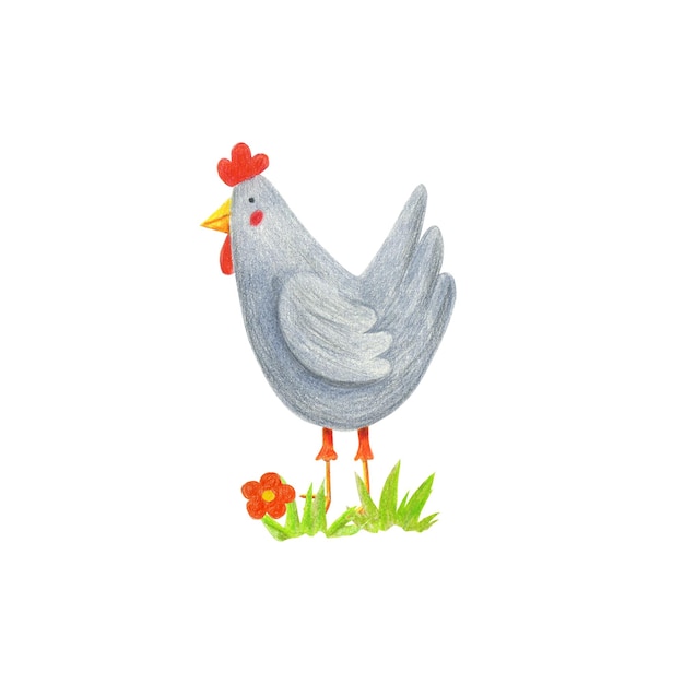 Grey hen isolated on white. Hand drawn with color pencils chick on the lawn illustration.