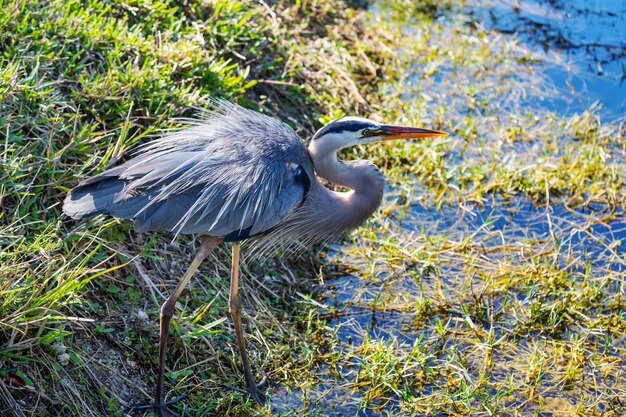 Grey Heron (Ardea cinerea), Everglades National Park, Florida