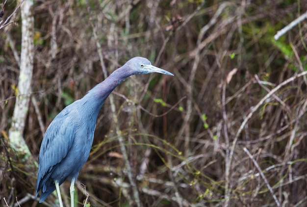 Grey Heron (Ardea cinerea), Everglades National Park, Florida