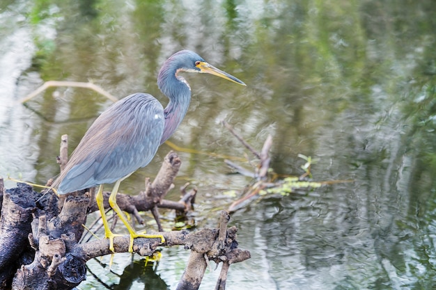 Grey Heron (Ardea cinerea), Everglades National Park, Florida