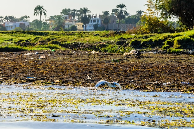 Grey heron Ardea cinerea fly over the Nile river