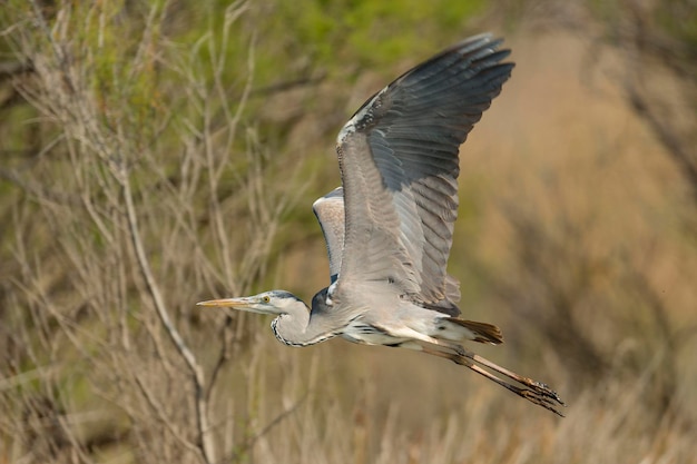 Grey heron Ardea cinerea Malaga Spain