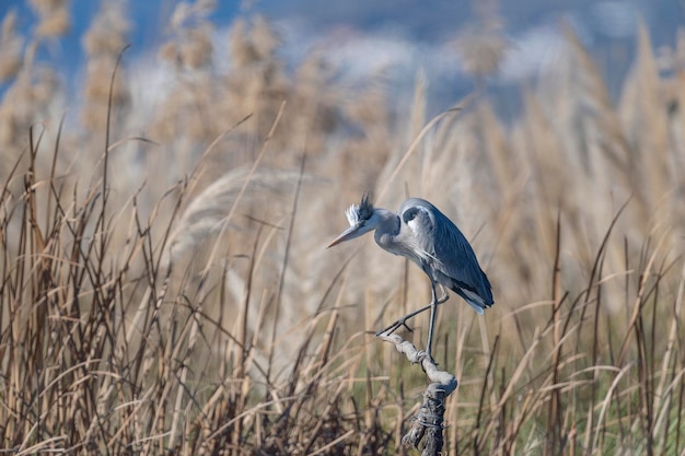 Grey heron (Ardea cinerea) Malaga, Spain